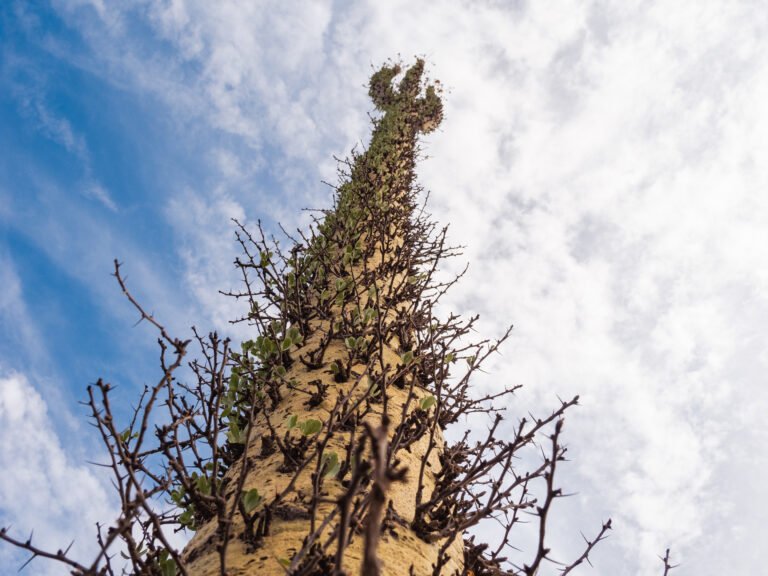 Where the wild things grow